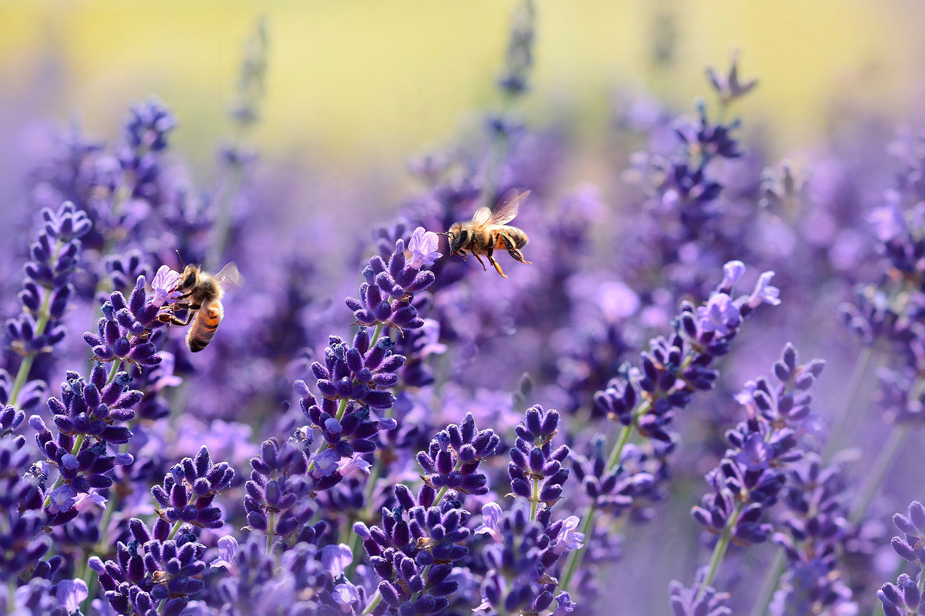 Le Rôle Vital des Abeilles dans la Pollinisation de la Lavande